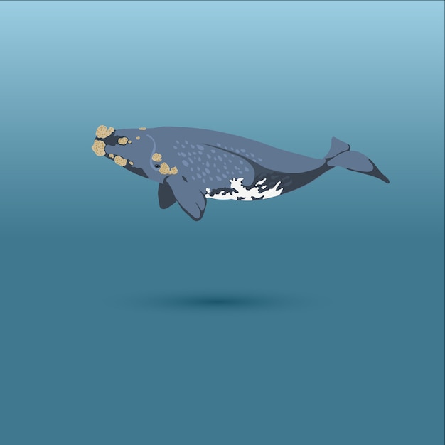 セミクジラクジラリアルなフラットイラスト プレミアムベクター