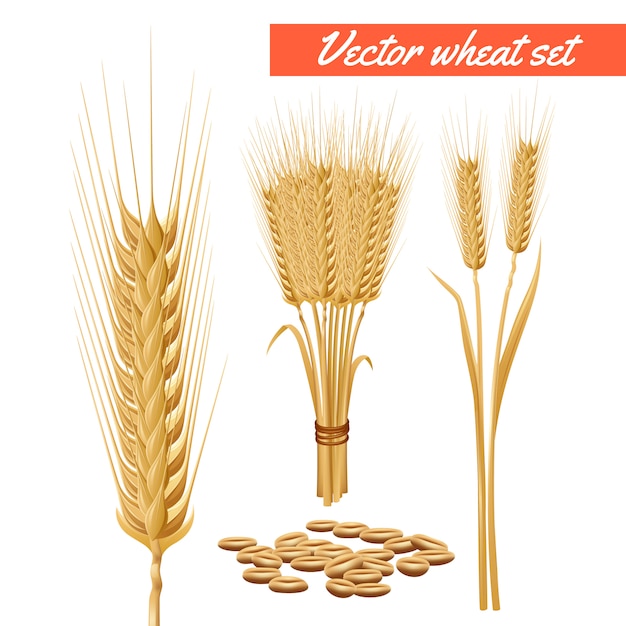 Ripe wheat plant harvested heads and grain decorative and health benefits advertizing poster Free Vector