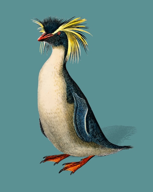 チャールズ デサリンズ ドルビニー 1806 1876 によって描かれたイワトビペンギン Eudyptes Chrysocome 無料のベクター