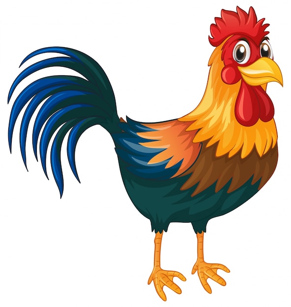 Rooster standing on white background | Premium Vector