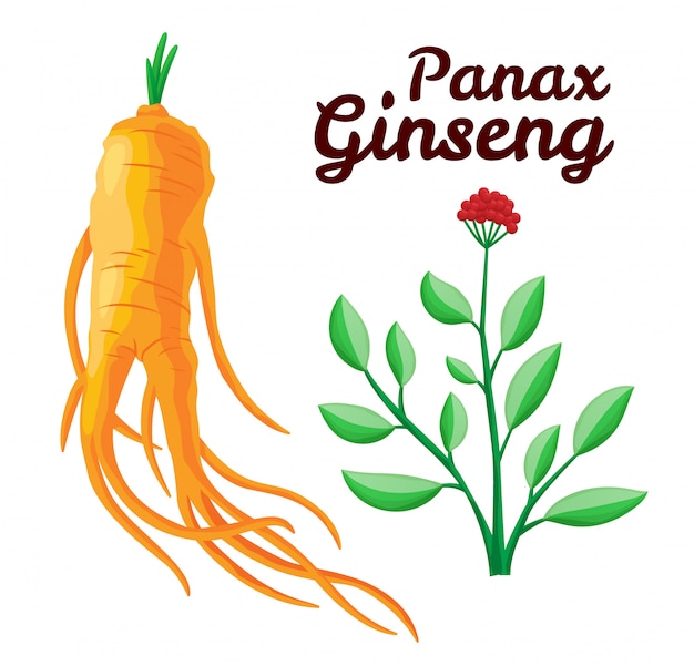 Root and leaves panax ginseng. healthy lifestyle. for traditional ...