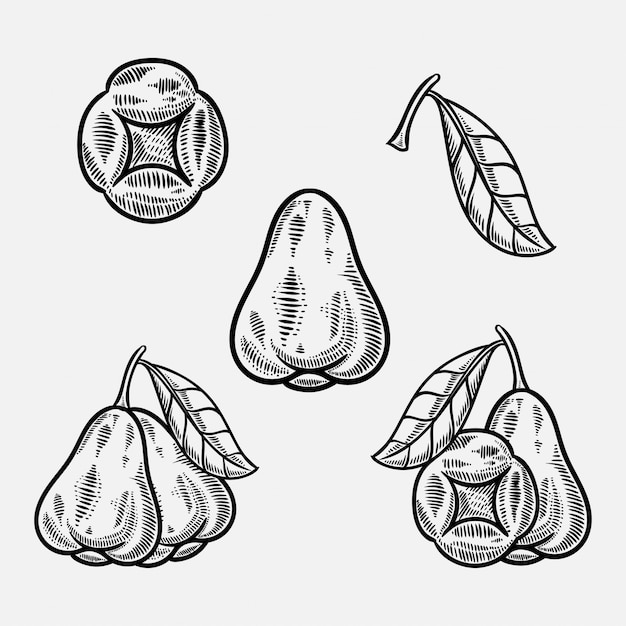 Rose apple fruit hand drawn sketch illustration Premium Vector