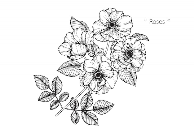 rose leaf drawing