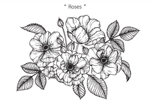 rose leaf drawing rose leaf drawing