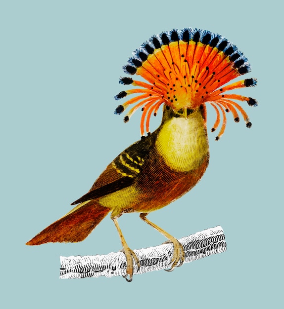 royal flycatcher