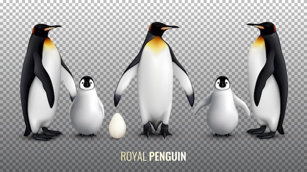 ロイヤルペンギンのリアルな卵のひよこと透明な大人の鳥と設定 無料のベクター
