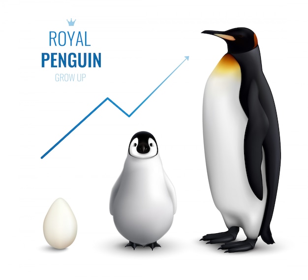 ロイヤルペンギンのライフサイクルの卵ひよこ大人と現実的で成長の矢印を示す 無料のベクター
