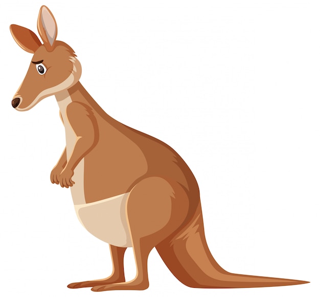 Premium Vector | Sad looking kangaroo standing on white