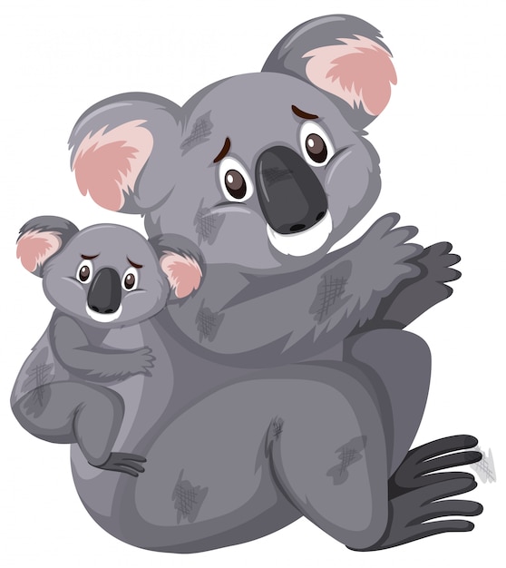 Premium Vector | Sad looking koalas on white