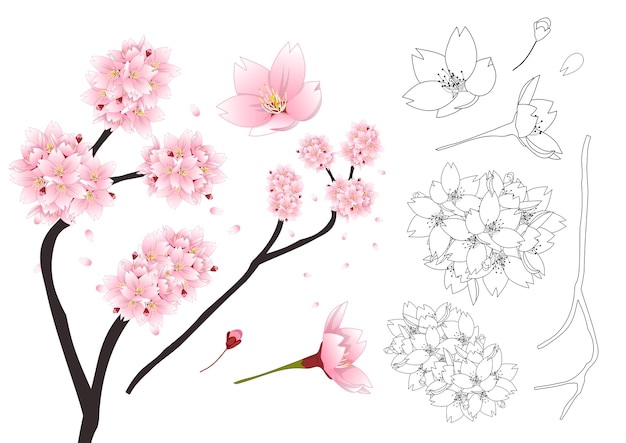 Premium Vector Sakura Cherry Blossom Flower Outline