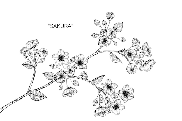 Vector Image Sakura Flower - Get Images One