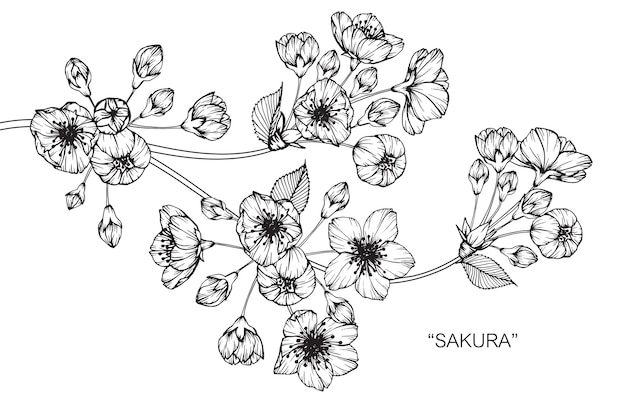 Premium Vector | Sakura flower drawing illustration.