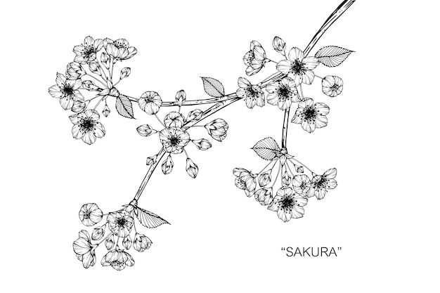 さくらの花描くイラスト プレミアムベクター