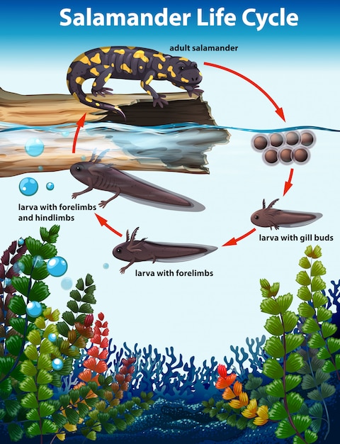 Life Cycle Of A Salamander Science Animals Pinterest - vrogue.co