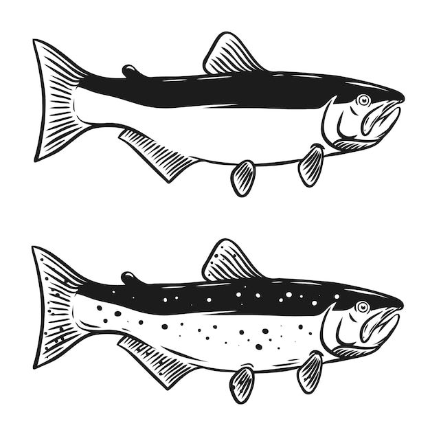 白い背景の上のサケ魚のイラスト ロゴ ラベル エンブレム 記号の要素 図 プレミアムベクター