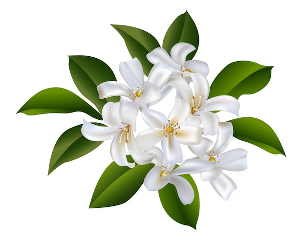 Download Sampaguita jasmine bouquet vector illustration | Premium ...