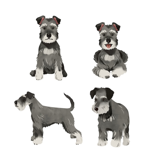 Premium Vector | Schnauzer