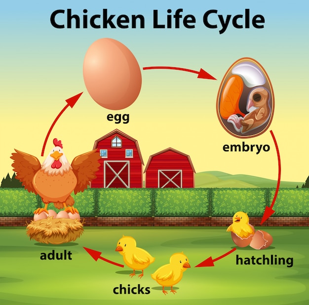 Premium Vector | Science chicken life cycle