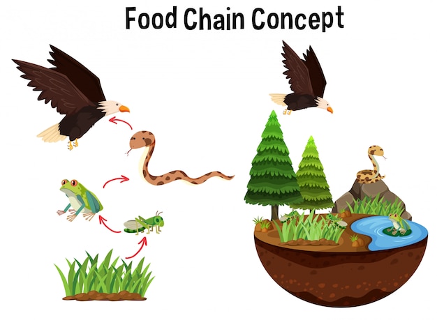 Science food chain concept | Premium Vector