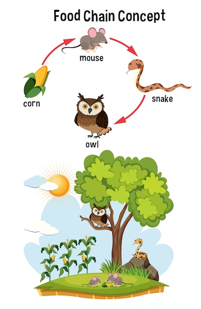 Science food chain concept Vector | Premium Download