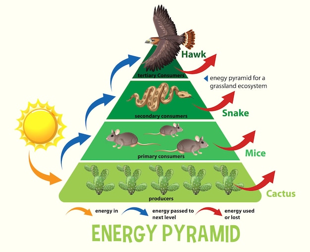 Free Vector Science Simplified Ecological Pyramid