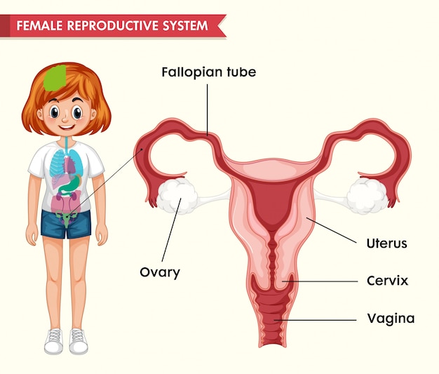 Scientific medical of female reproductive system Free Vector