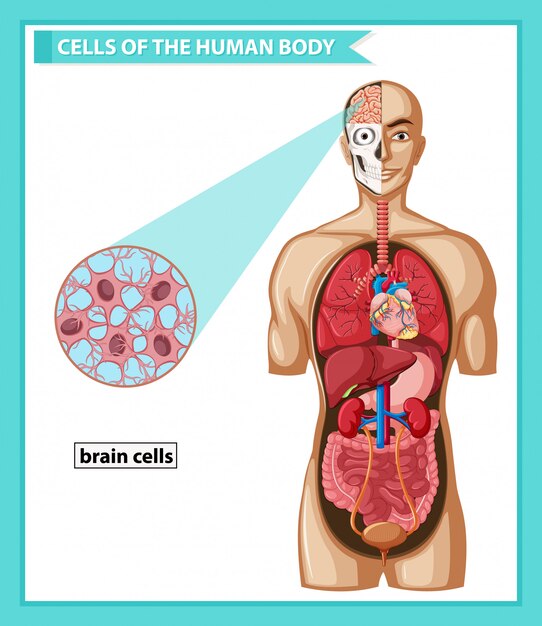 脳細胞の科学的な医療イラスト 無料のベクター