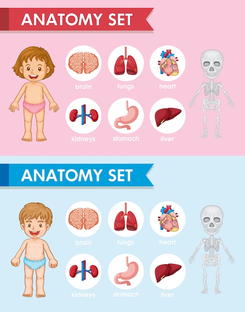 人体解剖学部品の科学的な医療イラスト 無料のベクター