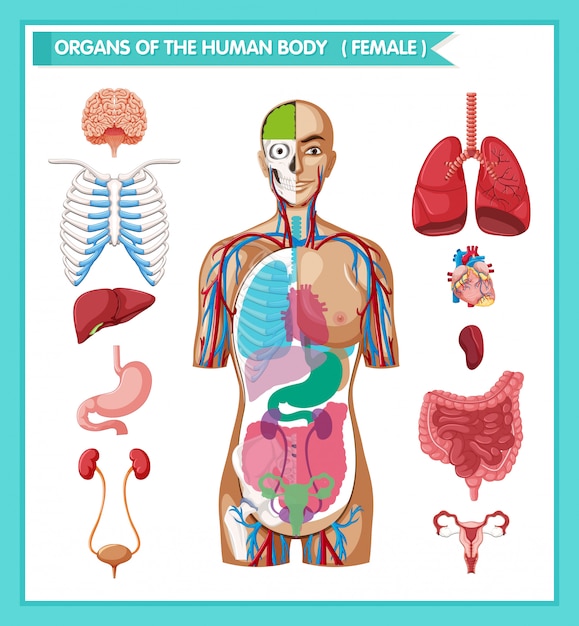 人体解剖学の科学的な医療イラスト 無料のベクター