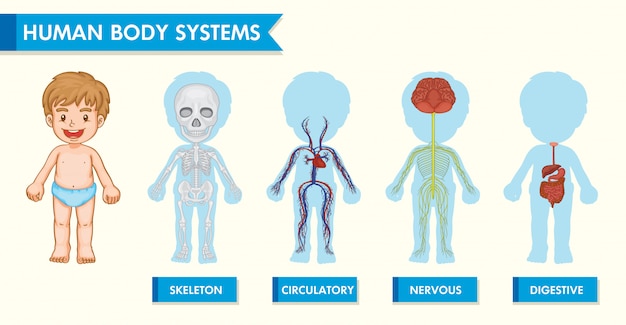 Infografica Medica Scientifica Dei Sistemi Del Corpo Umano Nei Bambini Vettore Gratis
