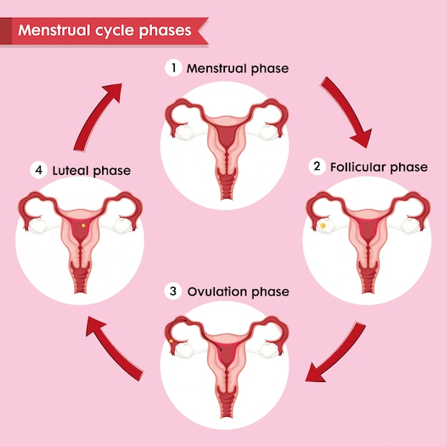 Free Vector | Scientific medical infographic of menstral cycle process
