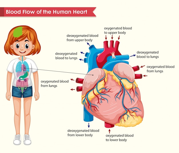Схема кровотока человека
