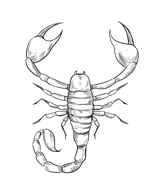 Premium Vector | Scorpion Sketch Vector Illustration. Black Outline ...