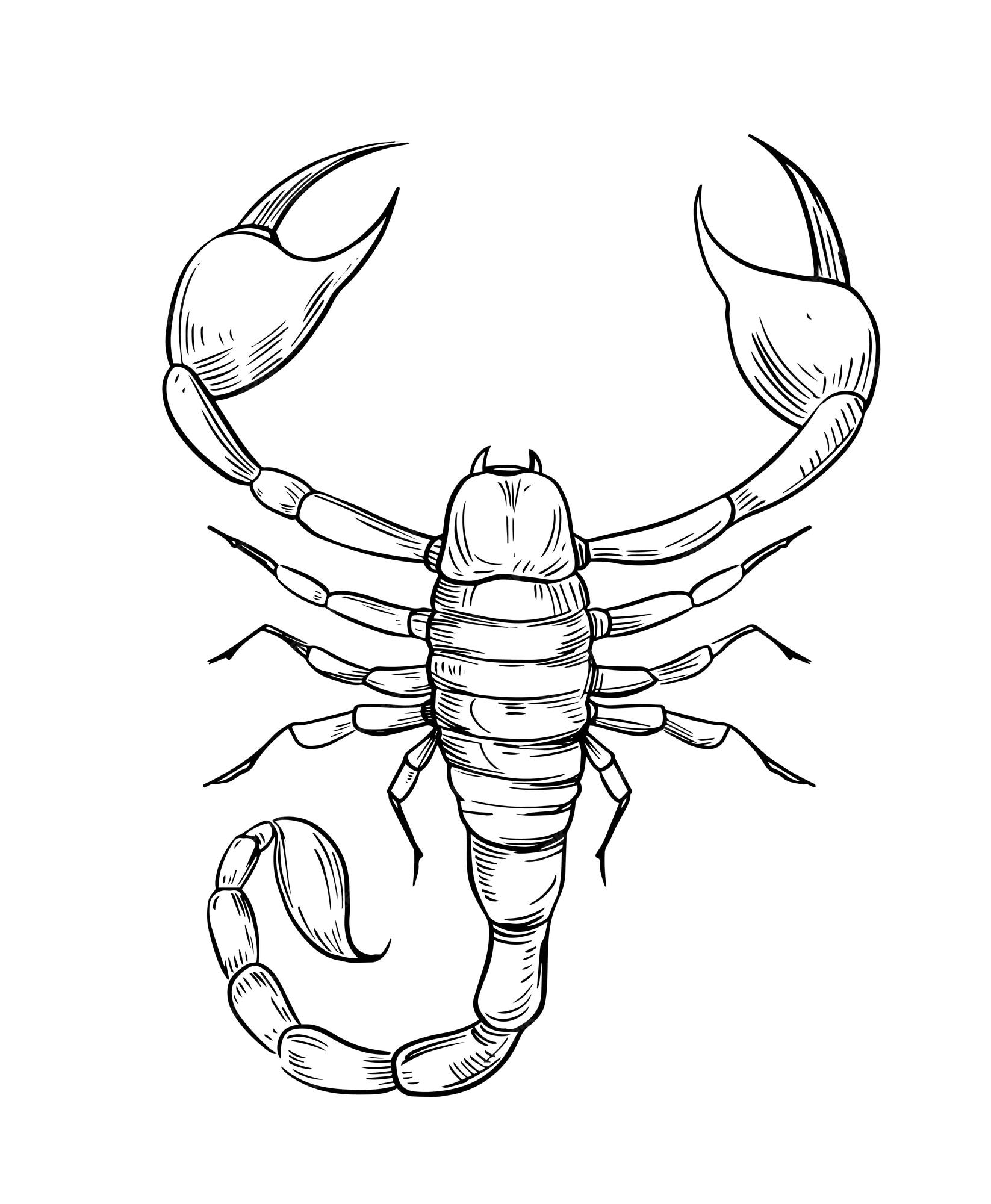 Premium Vector Scorpion sketch vector illustration. black outline