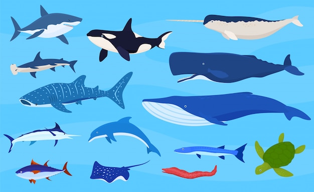 Premium Vector | Sea animals collection