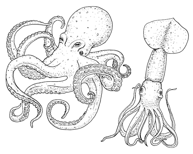 海の生き物タコとイカ イカには 古いスケッチ ビンテージスタイルで描かれた手が刻まれています プレミアムベクター