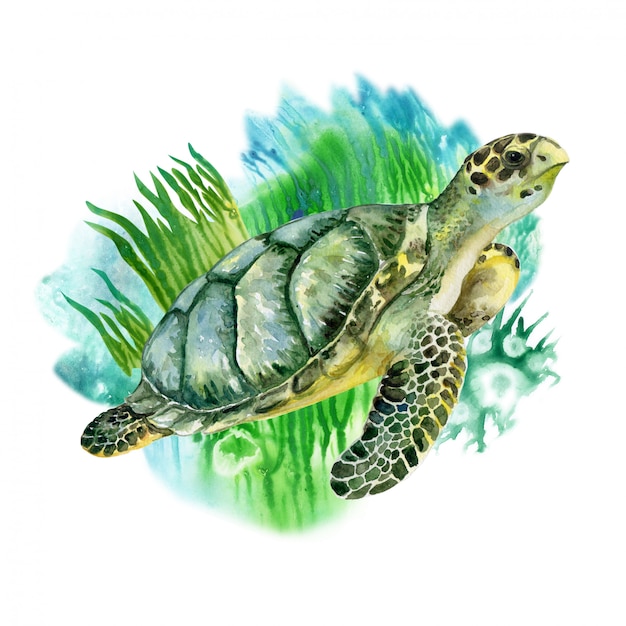 Premium Vector | Sea green turtle with seaweed. sea life. watercolor