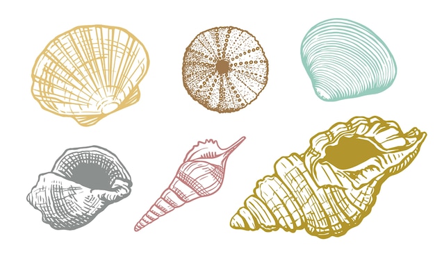 貝殻カラフルセット シェル美しい手描きイラスト リアルな自然の海洋水生軟体動物 プレミアムベクター
