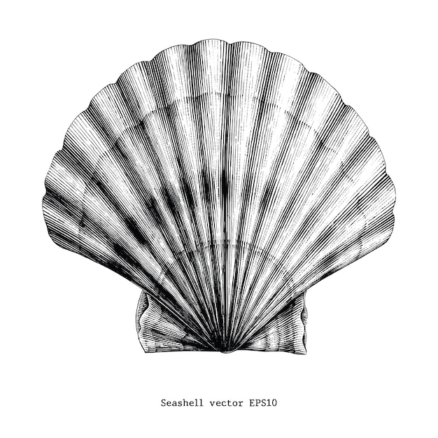 Seashell vintage hand drawing engraving illustration | Premium Vector