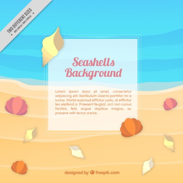 Seashells on the beach background