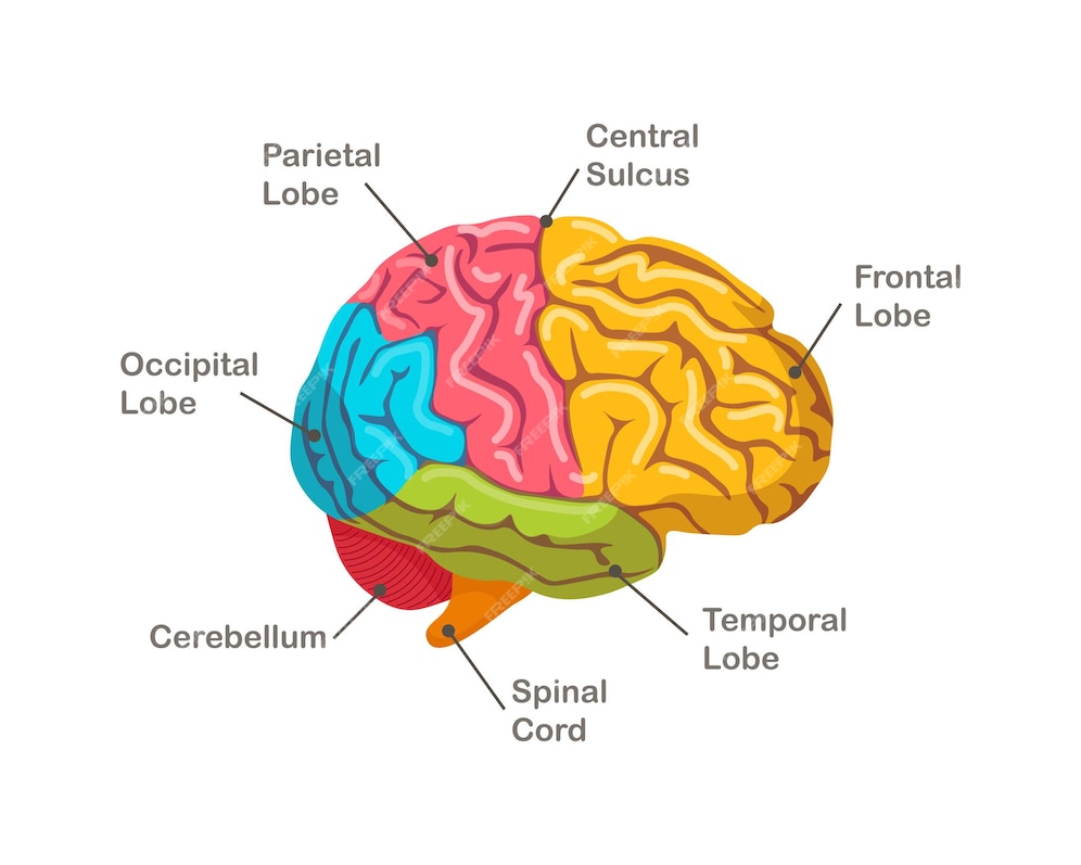 Premium Vector | Sections of human brain. anatomy. side view of organ