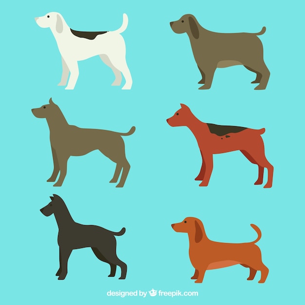 Selection of six flat dogs with different\
breeds