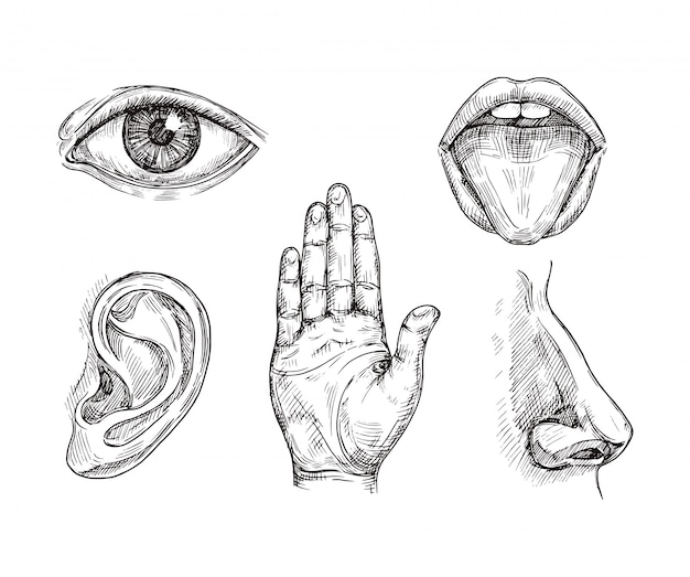 Sense organs. hand drawn mouth and tongue, eye, nose, ear and hand palm. engraving five senses vecto