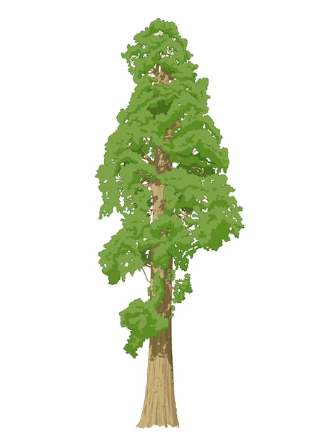 Premium Vector | Sequoia tree vector