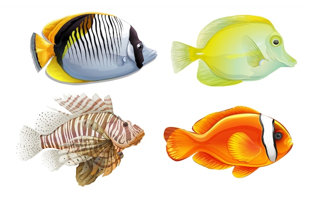 Download A set of 4 tropical fish | Free Vector