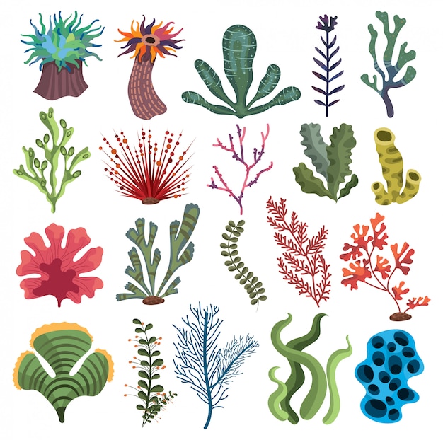 Premium Vector | Set of algae. collection of cartoon algae ...