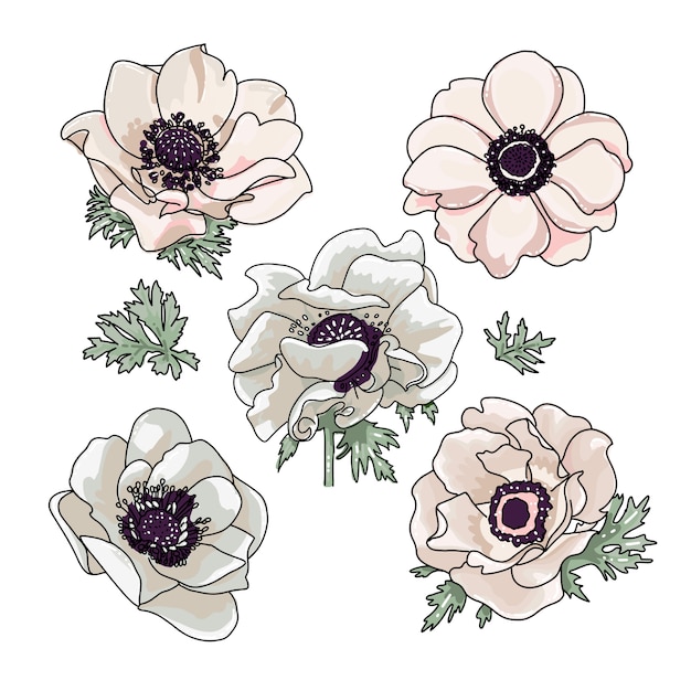 Premium Vector Set Of Anemones Illustration For Floral Bouquet Design