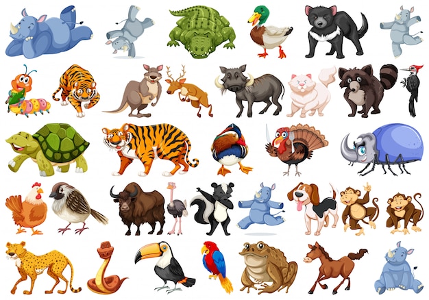 animal sets