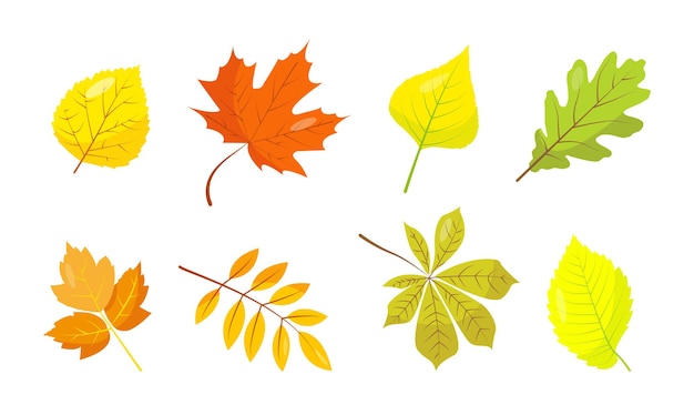 Premium Vector | Set of autumn leaves on white background bright autumn ...