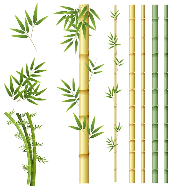 Premium Vector | Set of bamboo plant